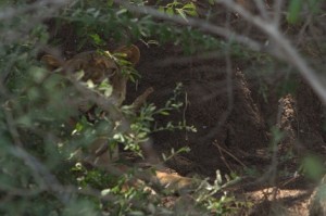 lioness on the riverbank