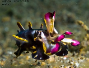Flamboyant Cuttlefish Pic by 