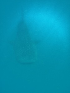 Whale shark nr 1